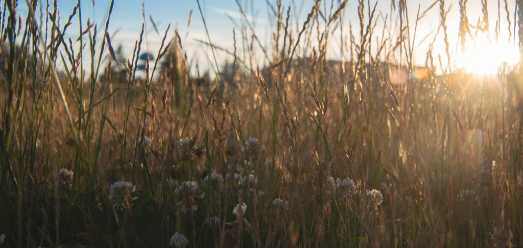 Veiller au grain pour un avenir durable: un champ des possibles pour diversifier l’agriculture