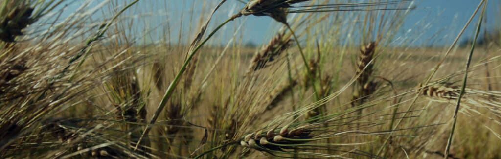 Un nouveau projet afin de “Veiller au grain” en Montérégie