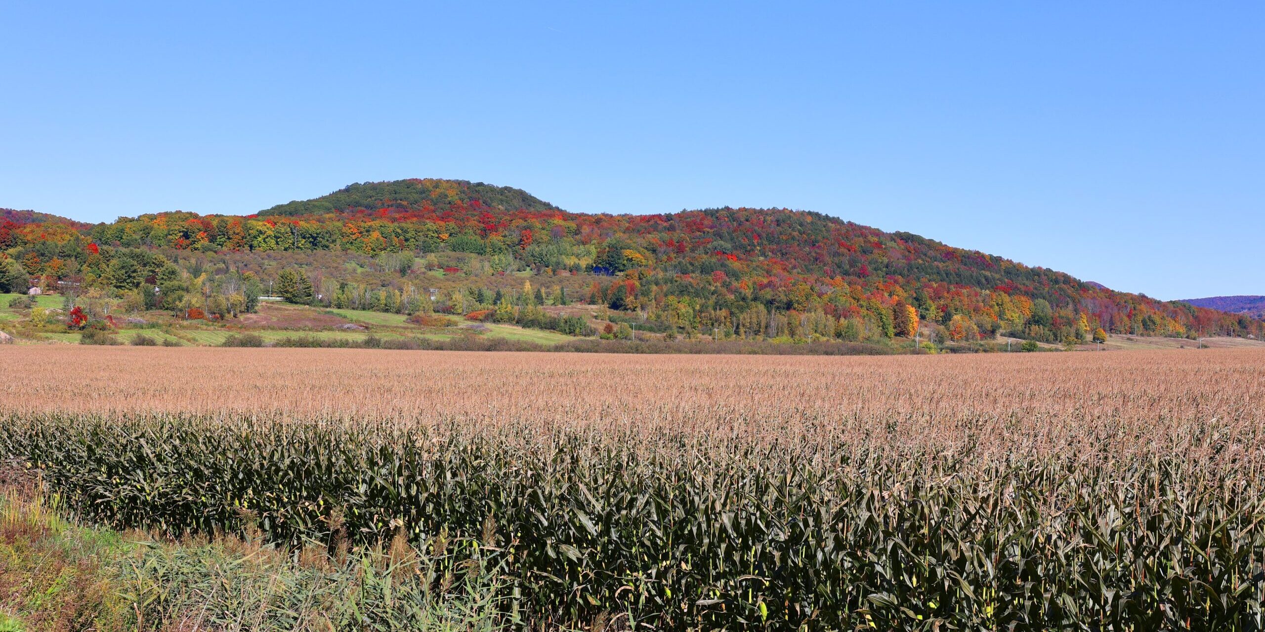 Corn,Field,Farm,In,Fall,Season,In,Bromont,Quebec,Canada