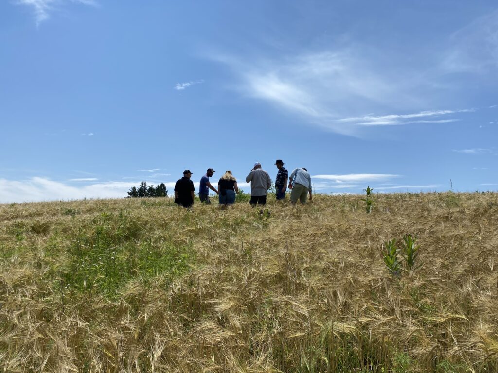 Brasser, malter et cultiver le changement : collaborations dans une chaîne d'approvisionnement locale