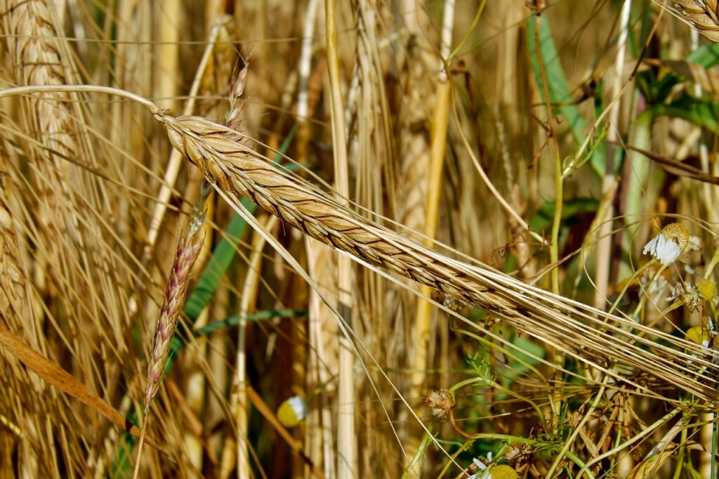 Et si adopter des pratiques agricoles durables pouvait aussi faire du bien au portefeuille? C’est exactement ce que Terre à table compte documenter avec son tout nouveau projet, réalisé en partenariat avec Groupe ProConseil et Forest Lavoie Conseil, et soutenu par le MAPAQ.