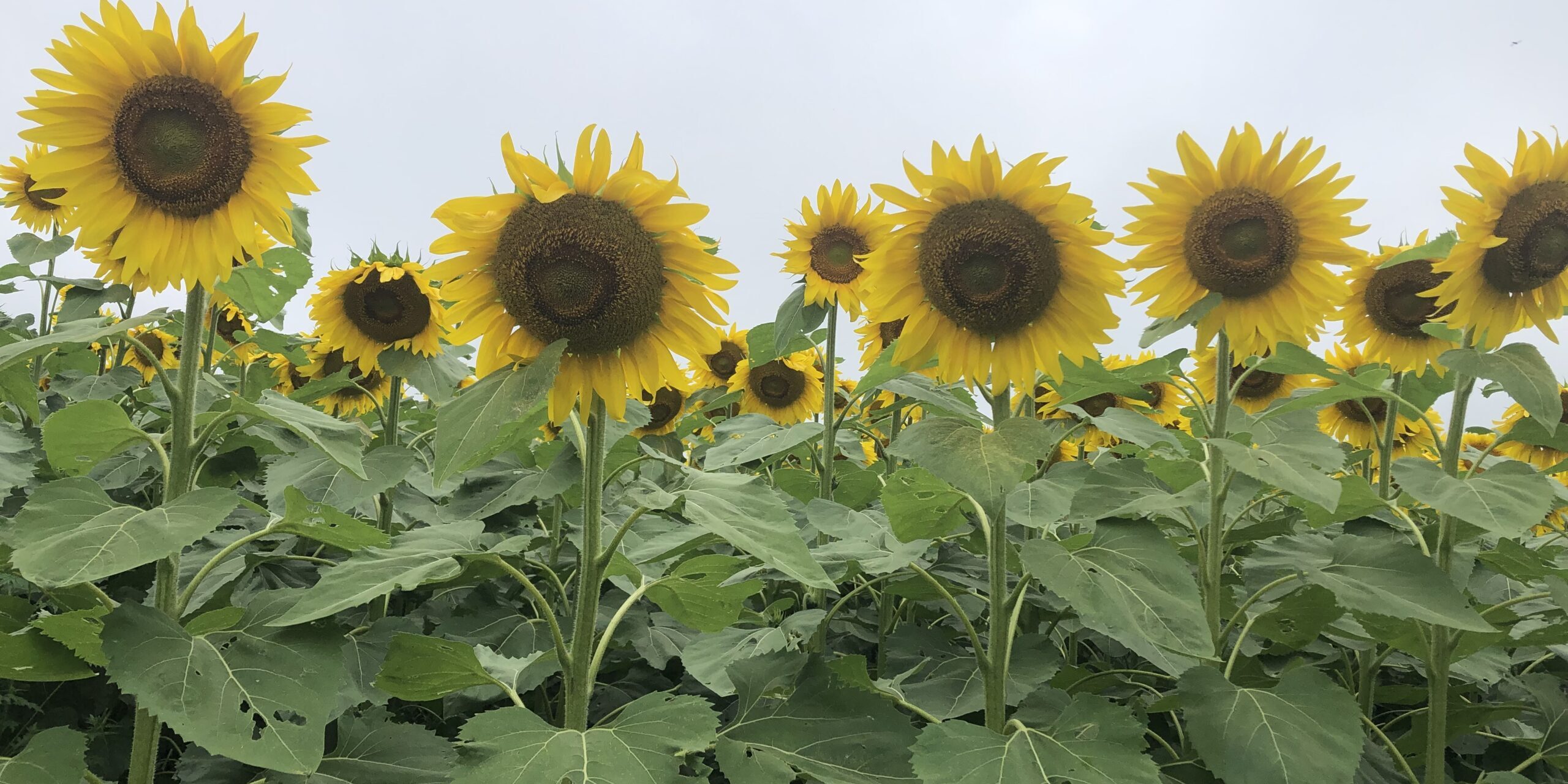 Tournesol