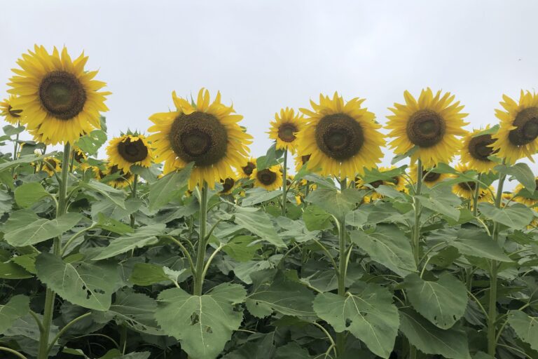 Tournesol