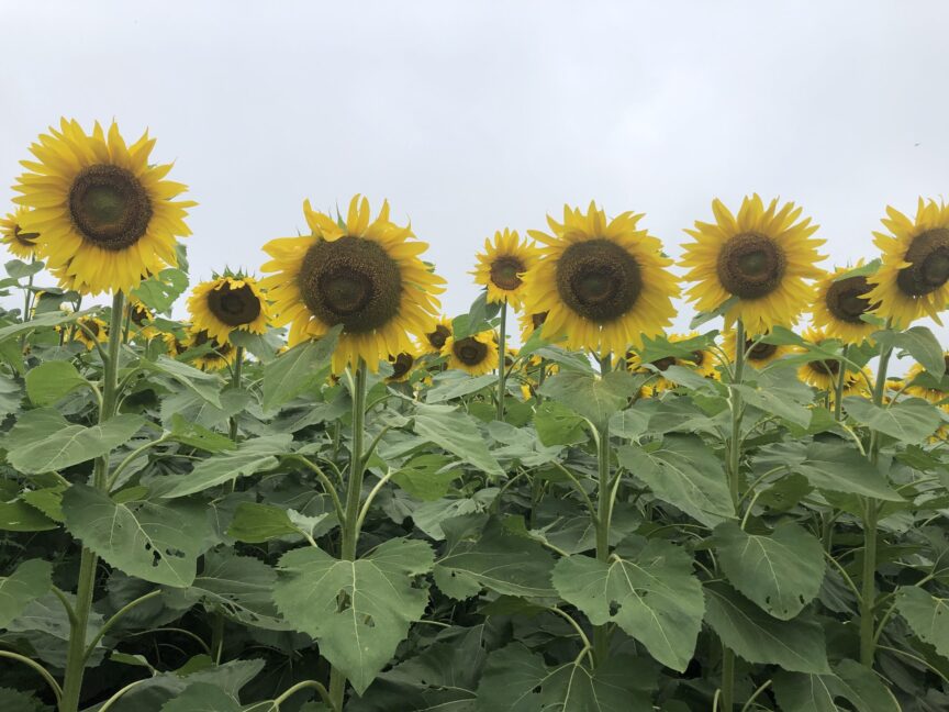 Tournesol
