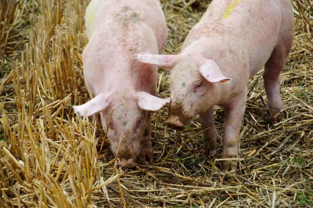 Dans le paysage agroalimentaire québécois, certaines entreprises jouent un rôle discret mais innovant dans nos chaînes d’approvisionnement...