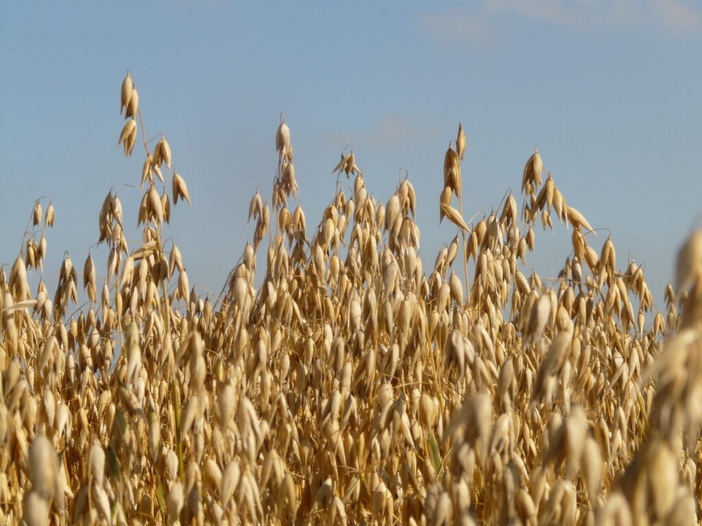 Dans le paysage agroalimentaire québécois, certaines entreprises jouent un rôle discret mais innovant dans nos chaînes d’approvisionnement...