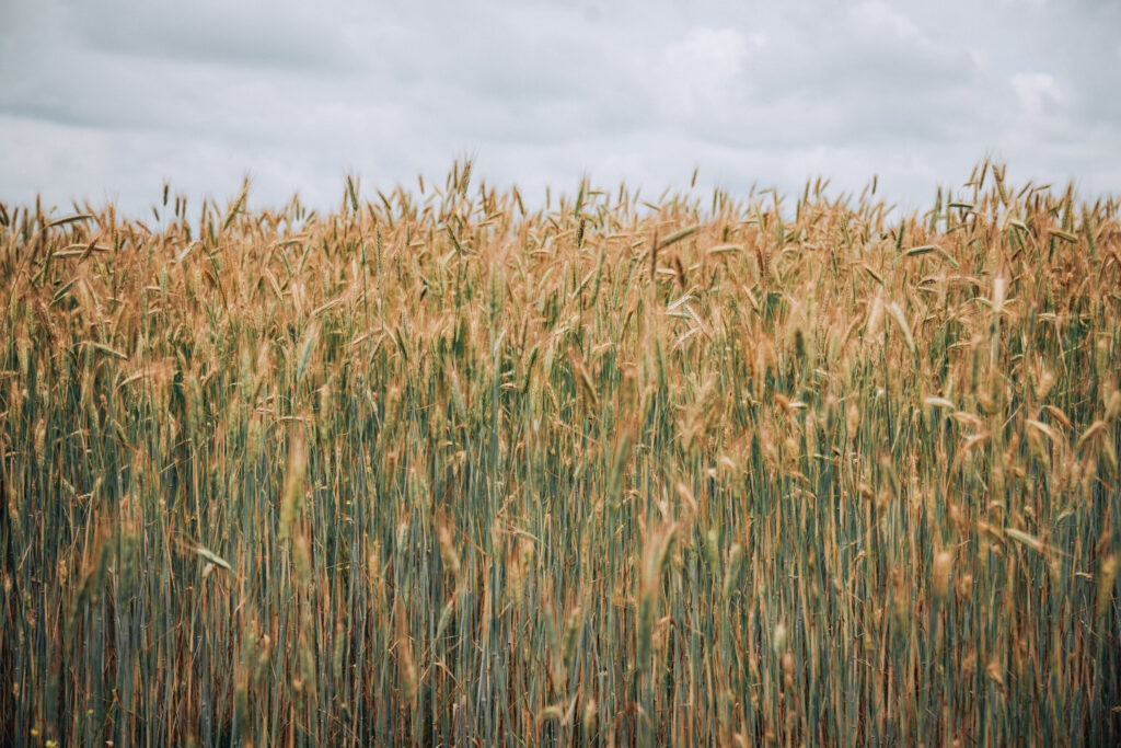 What if hybrid rye became your third crop?