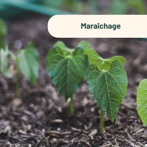 Maraîchage Maraîchage